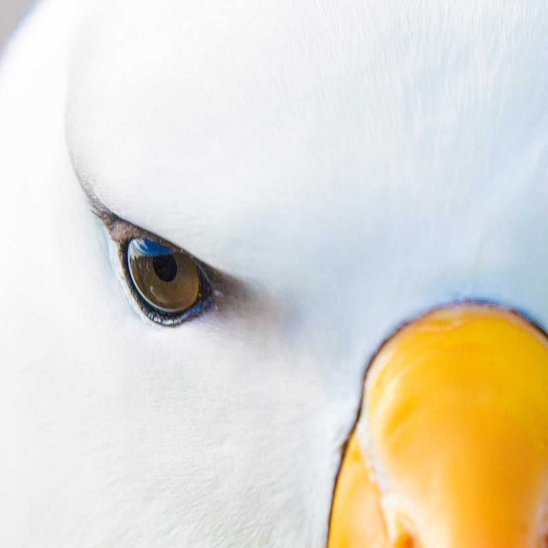 Black-browed albatross