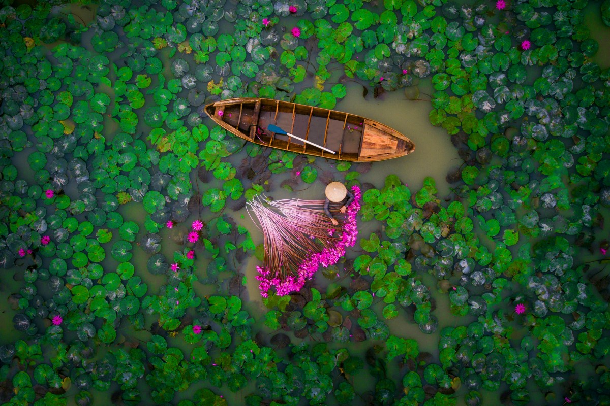 A woman harvests water lilies in a pond in the Mekong Delta in Vietnam by helios1412