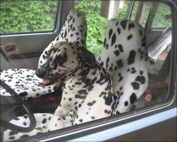 dalmatian in a car