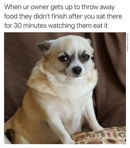 grumpy chihuahua - When ur owner gets up to throw away food they didn't finish after you sat there for 30 minutes watching them eat it tank.sinatra ca