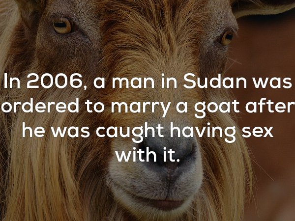 Strange fact from 2006 of a Sudanese man ordered to marry a goat.