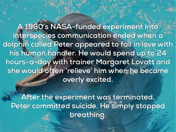 Disturbing 1960's NASA experiment into interspecies communication in which Peter the dolphin fell in love with his trainer, Margret Lovatt