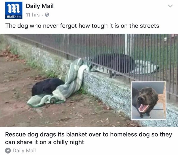 wholesome meme Rescued dog drags his blanket to share it with homeless dog.