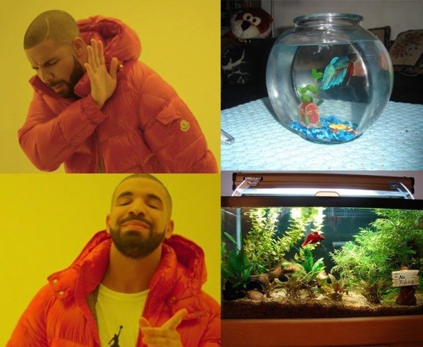 wholesome meme Drake cell-phone video meme about how he wants full aquarium, not just gold fish bowl.
