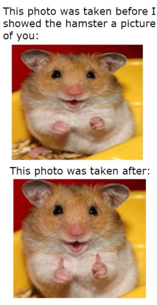 wholesome meme Hamster meme of before and after seeing your pic, and in the one after he has a thumbs up gesture with his little claws.