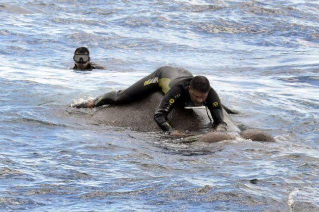 Man saving elephant stuck floating in the ocean