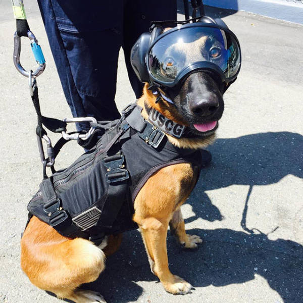 Dog dressed to jump out of a helicopter, including that visor