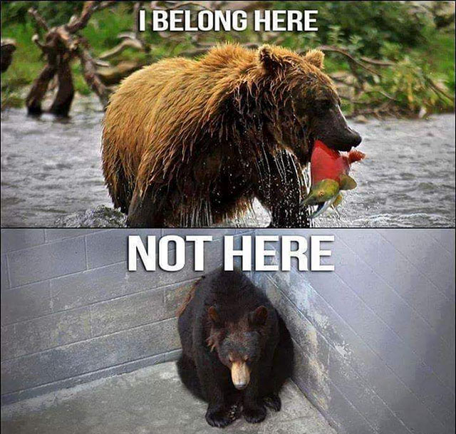 The Wild Animal Sanctuary - I Belong Here Not Here