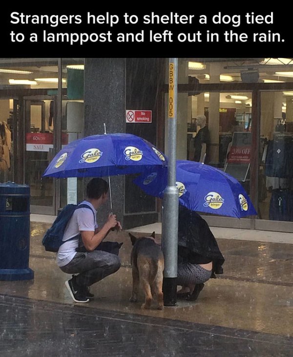 dog tied to lamppost - Strangers help to shelter a dog tied to a lamppost and left out in the rain. Comm Qol 6033 Sa @ Gala