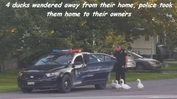 town of duck police - 4 ducks wandered away from their home, police took. them home to their owners Gbpd