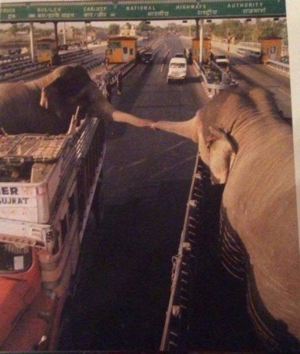 two elephants indian highway - Uthority Career Er Ujrat