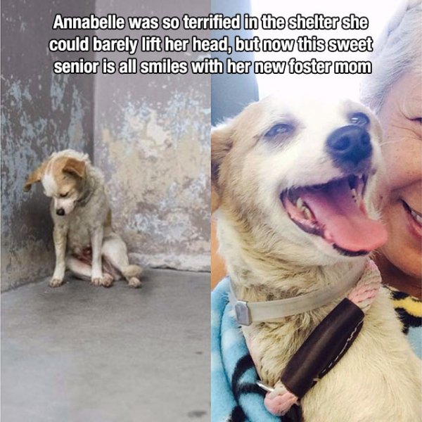 Annabelle was so terrified in the shelter she could barely lift her head, but now this sweet senior is all smiles with her new foster mom