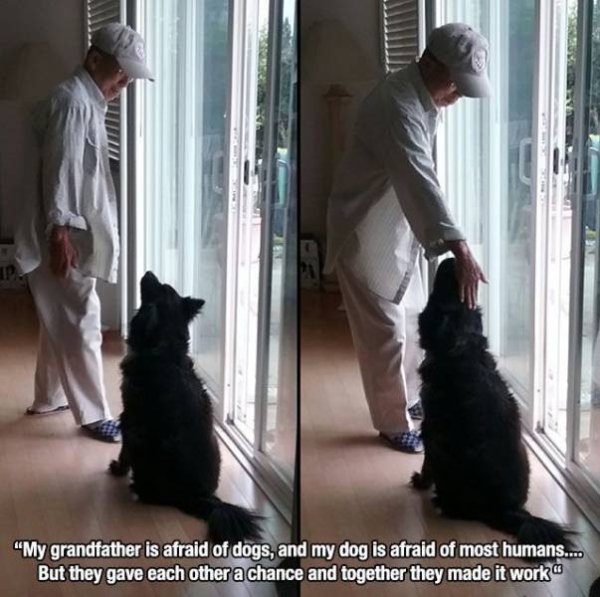 my grandfather was afraid of dogs - "My grandfather is afraid of dogs, and my dog is afraid of most humans.... But they gave each other a chance and together they made it work