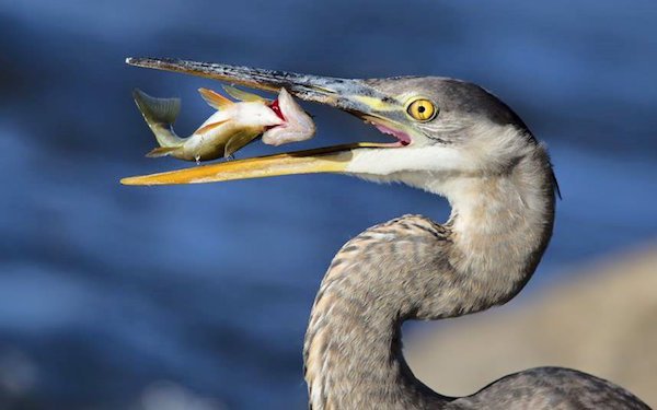 perfect timing heron eating