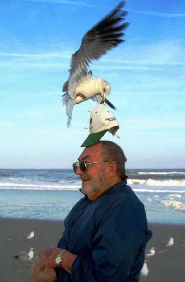 perfect timing seagull steals hat