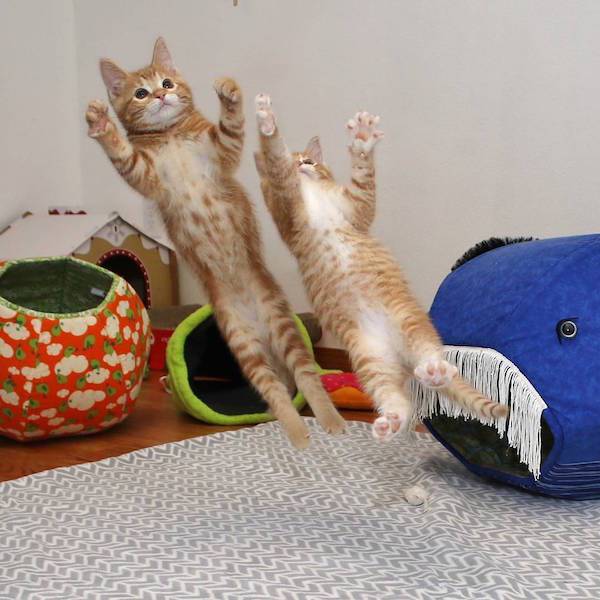 perfect timing goalkeeper cats