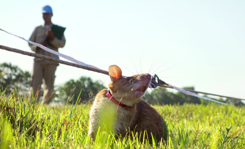 People are training rats to detect landmines. The rats are too light to set the mines off and can smell the explosive compound extremely well. The rats are very fast and can clear an area 3 times faster than use of electronic mine sweepers and with higher accuracy.