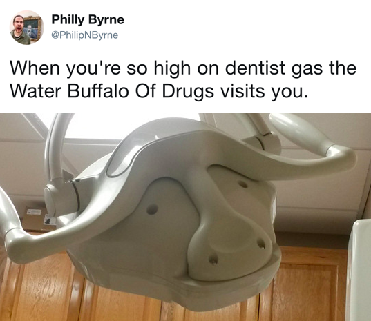 dentist water buffalo - Philly Byrne When you're so high on dentist gas the Water Buffalo Of Drugs visits you.