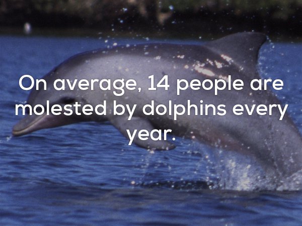 common bottlenose dolphin - On average, 14 people are molested by dolphins every year.