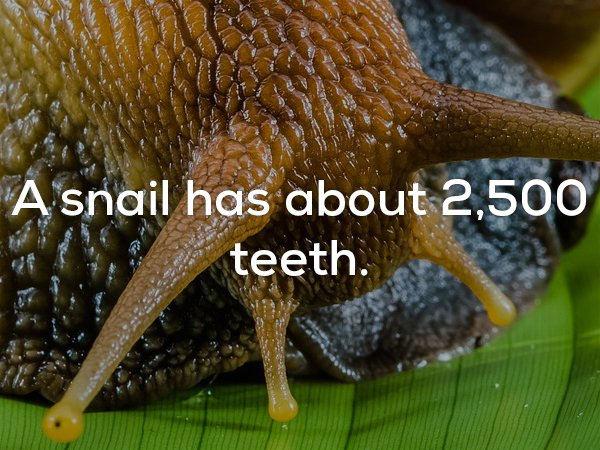A snail has about 2,500 E teeth.