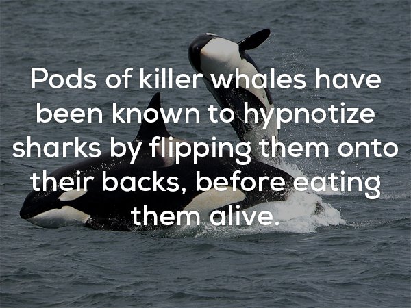photo caption - Pods of killer whales have been known to hypnotize sharks by flipping them onto their backs, before eating them alive. Tharks by own to holes have