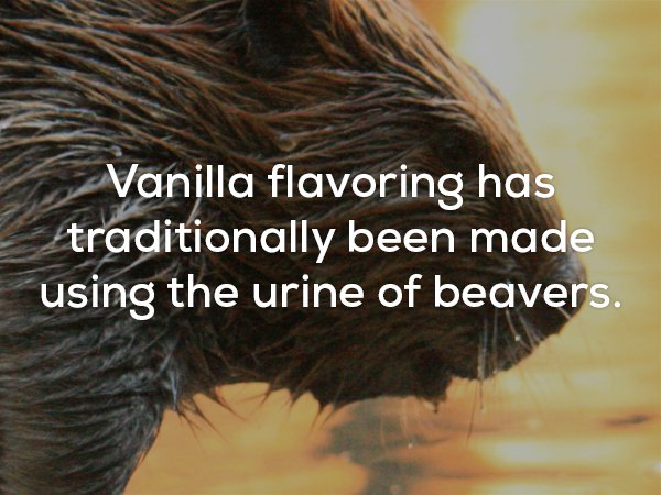 echidna - Vanilla flavoring has traditionally been made using the urine of beavers.