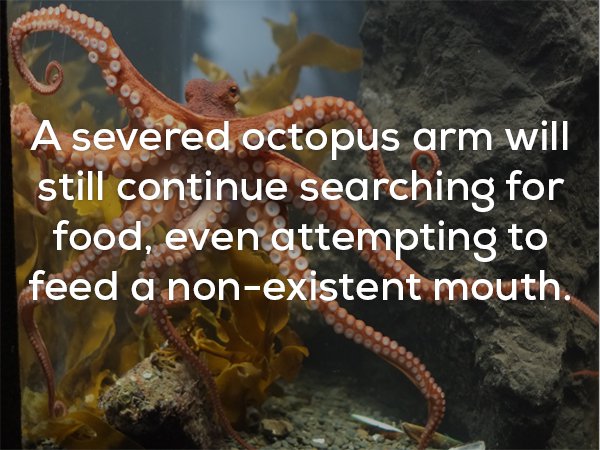 extinction - A severed octopus arm will still continue searching for food, even attempting to feed a nonexistent mouth.