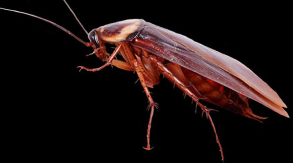 Doctors in Chennai, India successfully removed a cockroach from a woman's skull and—guess what, it was alive!

Selvi, a domestic worker living in Injambakkam, was fast asleep when she felt an insect crawling inside her nostril. She tried to brush it aside, but it had already gone in. She then went to the clinic where the doctors told her to visit Stanley Medical College Hospital. After the nasal endoscopy, the doctors found the cockroach sitting on the skull between her eyes. The doctors are glad that Selvi turned up at the right time because if the cockroach died, it might have harmed her brain.