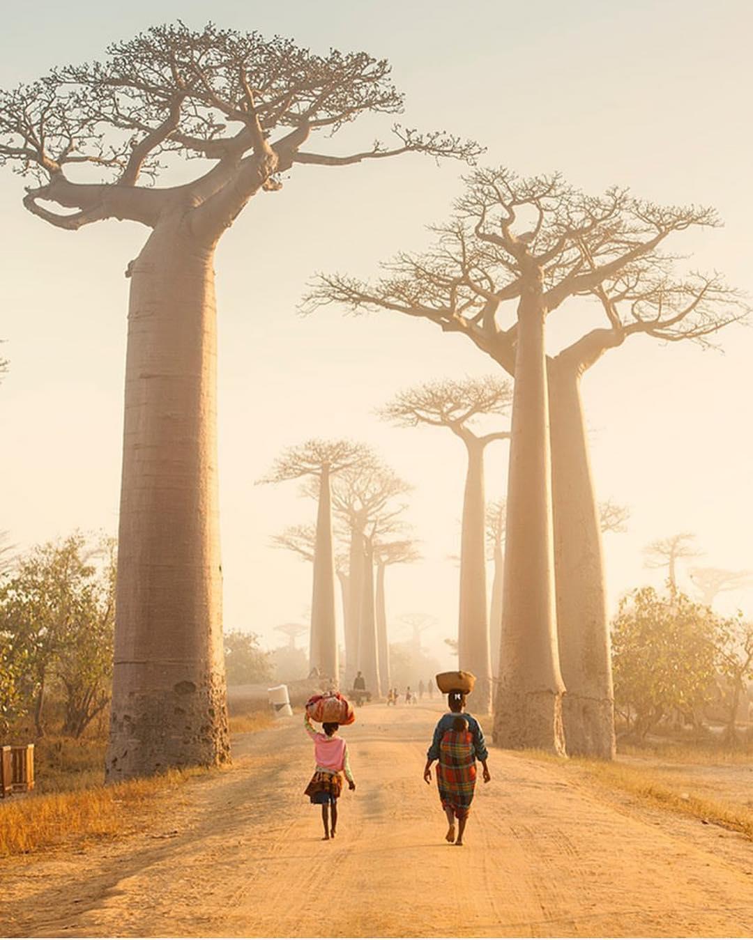 Baobab trees in Madagascar