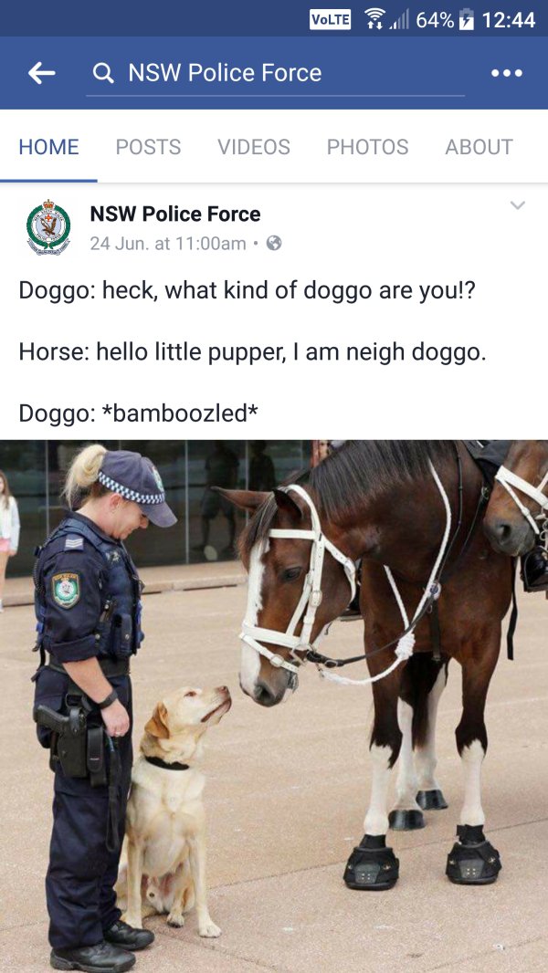animal memes - Volte 64% v Q Nsw Police Force Home Posts Videos Photos About Nsw Police Force 24 Jun. at am. Doggo heck, what kind of doggo are you!? Horse hello little pupper, I am neigh doggo. Doggo bamboozled 35999