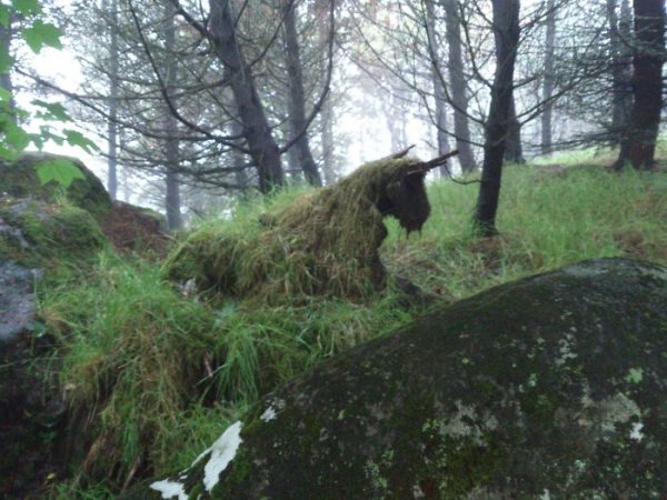 old tree stump with grass growing over