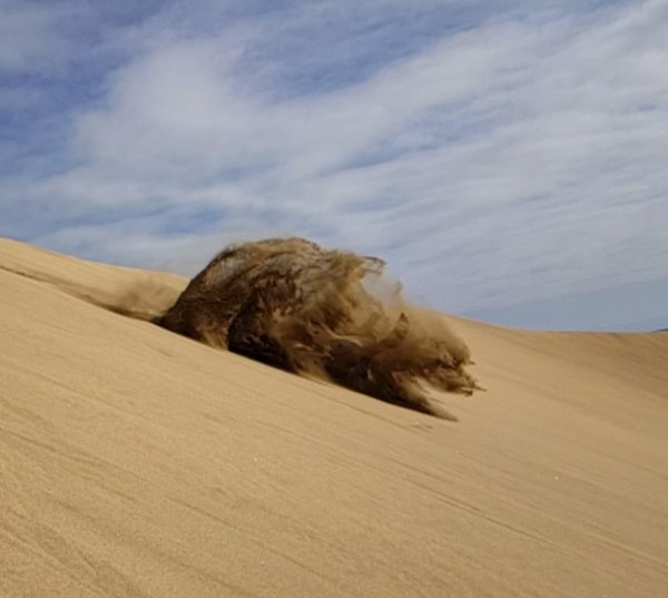 bear on sand