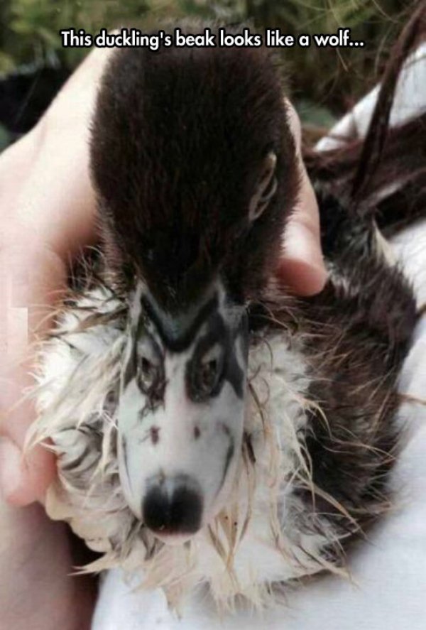 dog pareidolia - This duckling's beak looks a wolf...