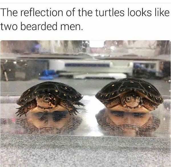 seeing faces in everyday objects - The reflection of the turtles looks two bearded men.