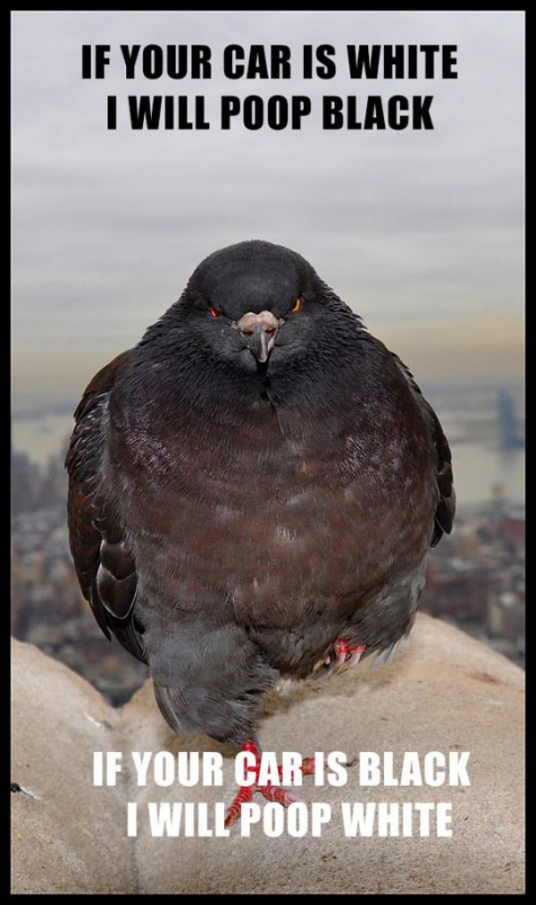 badass pigeon - If Your Car Is White I Will Poop Black If Your Car Is Black I Will Poop White