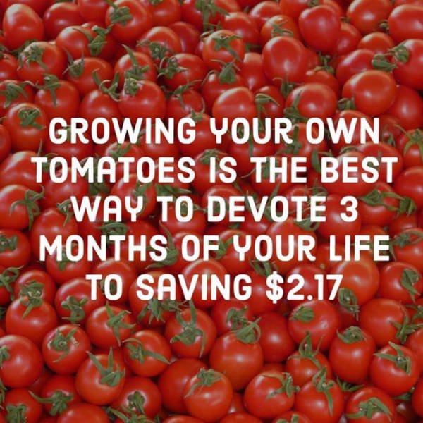 growing tomatoes meme - Growing Your Own Tomatoes Is The Best Way To Devote 3 Months Of Your Life To Saving $2.17