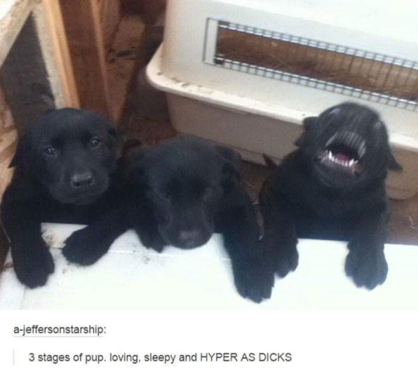 hyper as dicks puppy - ajeffersonstarship 3 stages of pup. loving, sleepy and Hyper As Dicks
