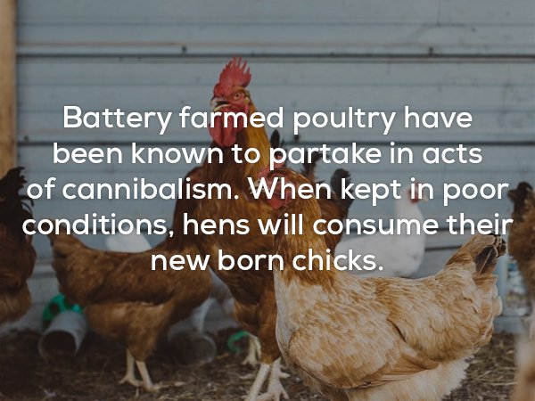 Disturbing fact about how chickens will eat other chickens
