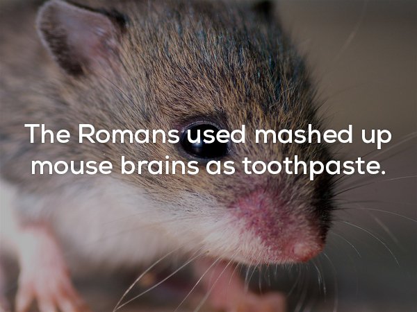 creepy fun fact about Romans and how they used to use mouse brains for toothpaste.