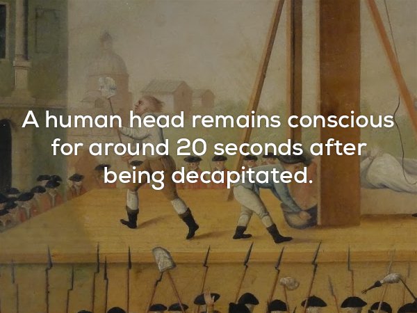 Creepy meme that human head remains conscious for about 20 seconds after decapitation.