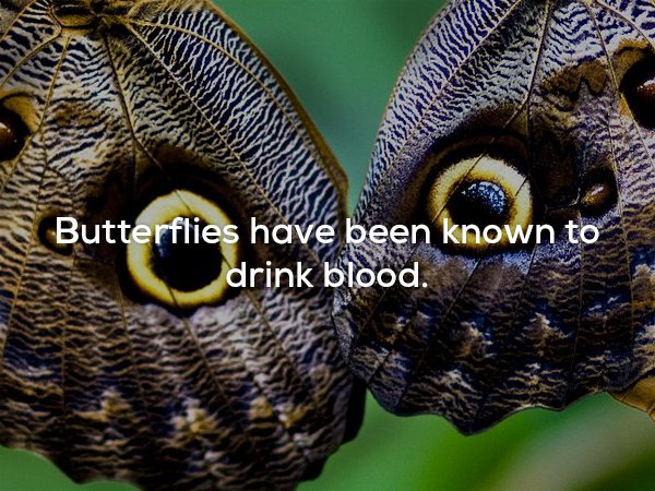 creepy fact meme about how butterflies have been known to drink blood