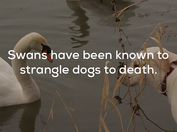 Did you know that swans can strangle dogs to death.