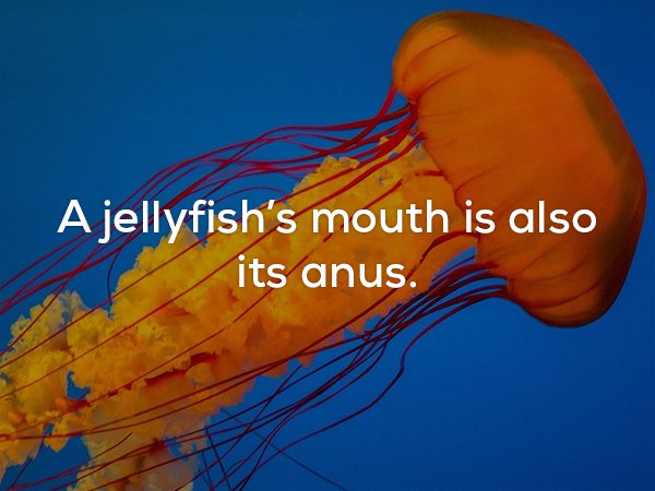 Gross fun fact that Jelly Fish mouth is also it's anus.
