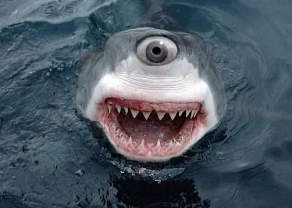 wtf shark face
