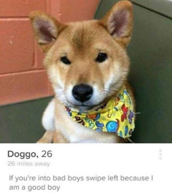 dog tinder good boy - Doggo, 26 26 miles away If you're into bad boys swipe left because I am a good boy