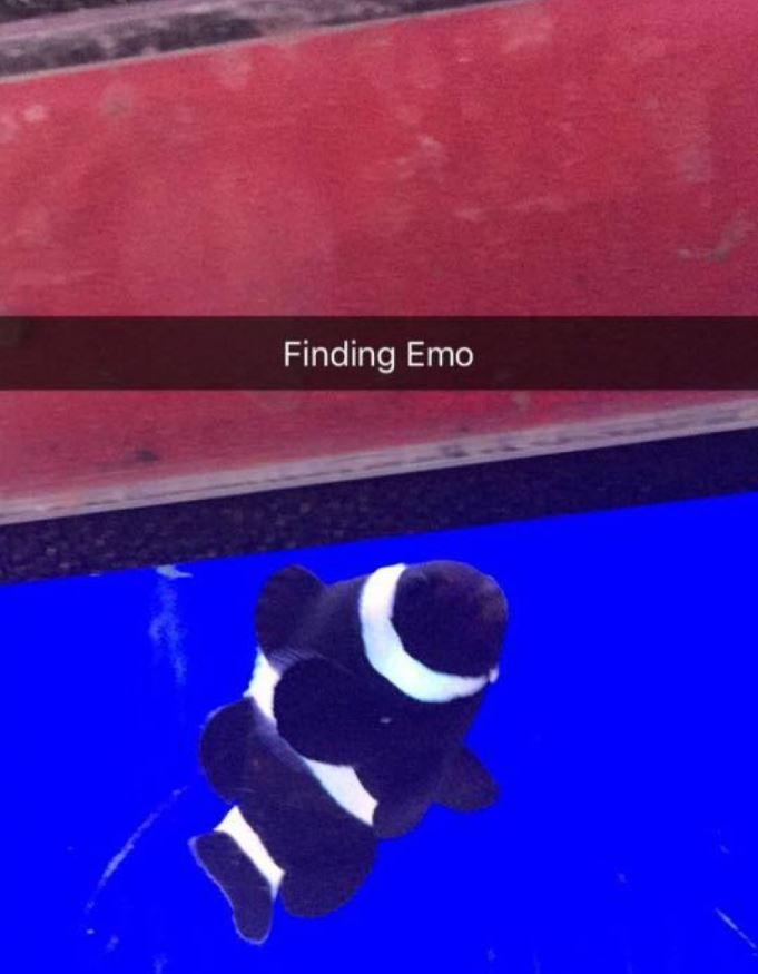 black clownfish finding emo - Finding Emo