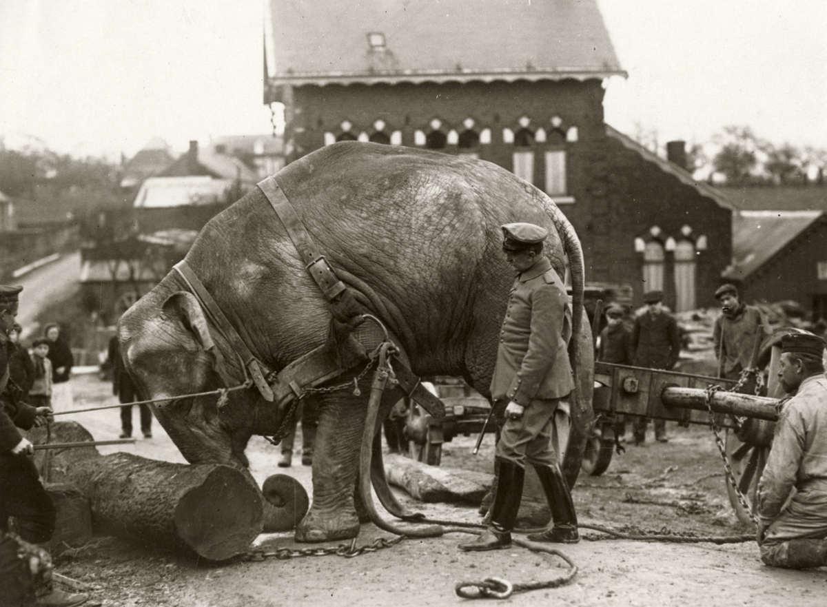 An elephant used by German soldiers to move heavy logs near the Western Front of World War I, 1915