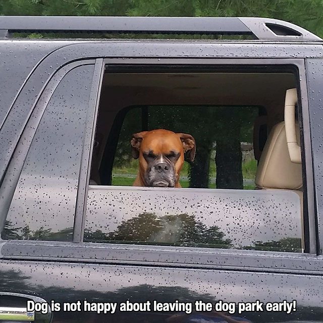 funny meme of a dog that is not happy to be leaving the dog park early.