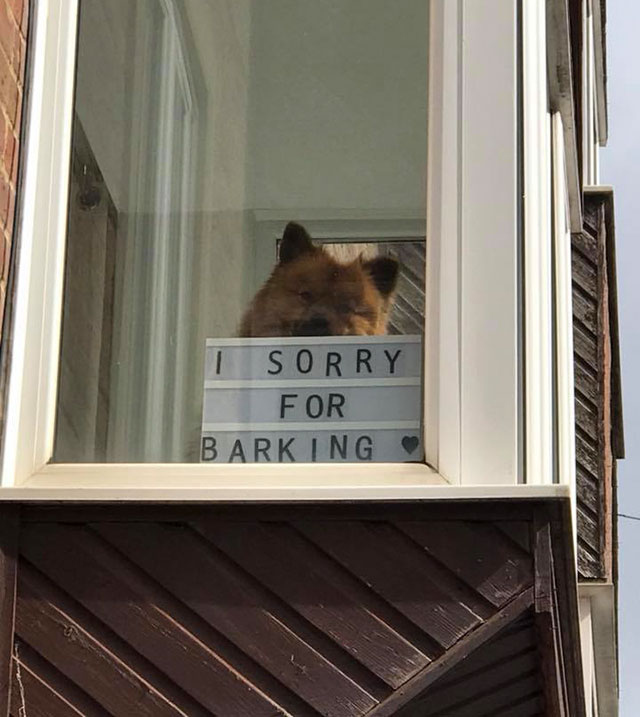 Dog at a window with sign apologizing that he will bark.
