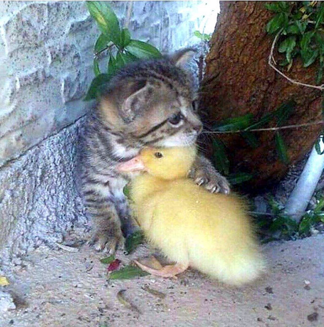 Cute pic of a kitten and chick cuddling